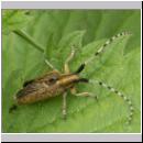 Agapanthia villosoviridescens - Distelbock 03.jpg